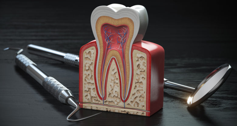 Model of a tooth's inside